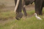 Amboseli NP