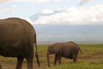 Amboseli NP