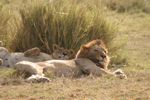 Amboseli NP
