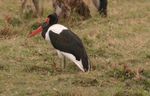 Amboseli NP