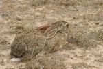 Amboseli NP