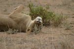 Amboseli NP
