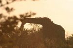 Nairobi NP