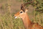 Nairobi NP