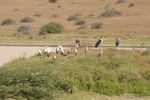 Nairobi NP