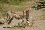 Nairobi NP