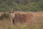 Nairobi NP