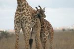 Nairobi NP