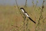 Nairobi NP