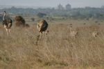 Nairobi NP