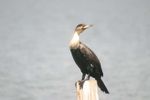 Lake Naivasha