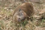 Hells Gate NP