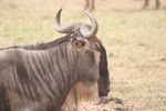 Masai Mara Game Reserve