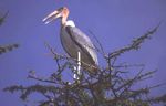Masai Mara Game Reserve