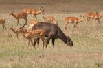 Masai Mara Game Reserve