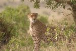 Masai Mara Game Reserve