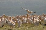 Lake Nakuru NP