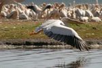 Lake Nakuru NP