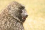 Lake Nakuru NP