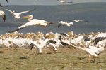 Lake Nakuru NP