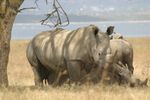 Lake Nakuru NP