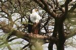 Lake Baringo