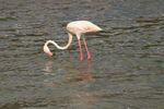 Lake Bogoria NP