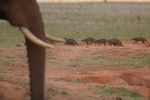 Tsavo NP