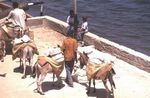 Lamu