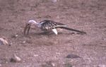 Marsabit NP