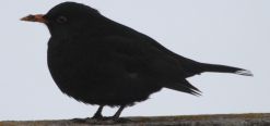 Amsel