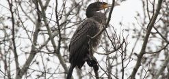 Kormoran