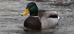 Stockente
