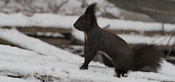 Eichh&ouml;rnchen