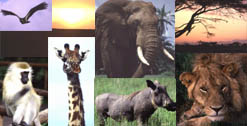 Safari